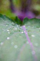 Leaf of a kohlrabi