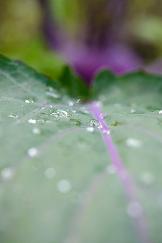 Blad van een koolrabi