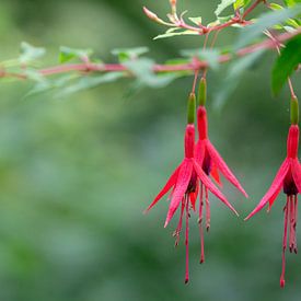 Fuchsia sur Annemarie Arensen