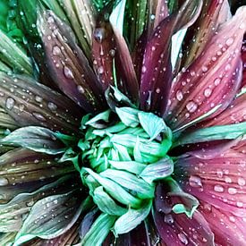 Dahlia bloesem na de regen van Petra Nawrath