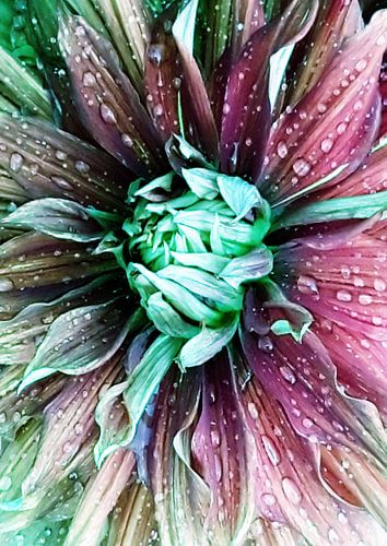 Dahlia blossom after the rain