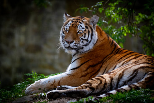 Adult tiger with beautiful eyes