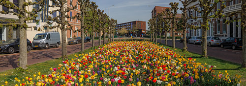 Le printemps dans la Mauritsstraat à Breda