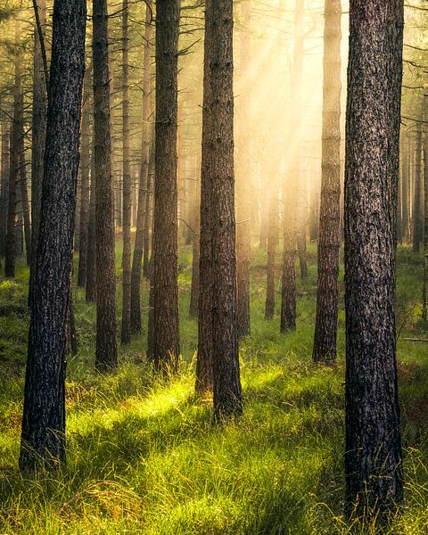 Light from above by Thomas Jansen