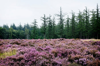 Zilvensche Heide