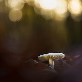 Une beauté sereine au crépuscule sur Fotografiecor .nl
