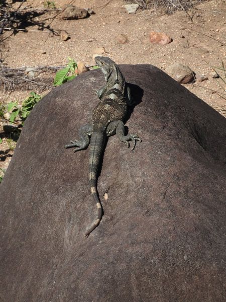 Leguaan in Rincon de la Vieja Costa Rica by Daniëlle van der meule