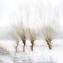 Winterliche Bäume von Ingrid Van Damme fotografie Miniaturansicht