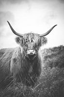 Scottish Highlander