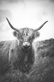 Scottish Highlander by Claire Groeneveld