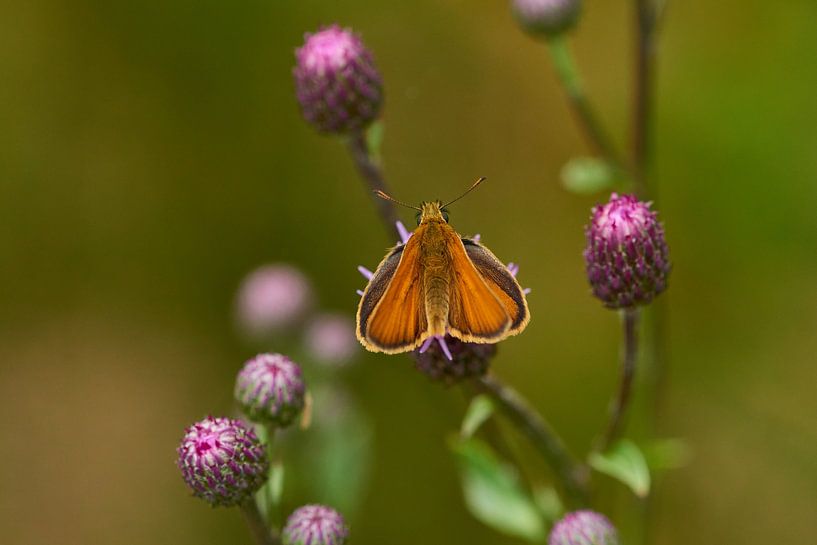 Brown columbine butterfly on a thistle by Karin Jähne