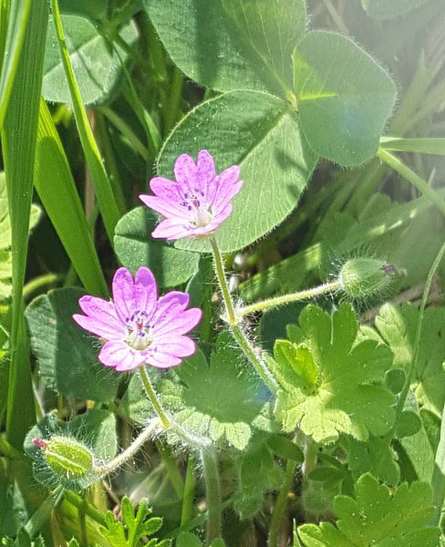 Een kleine roze belofte. by Samantha Smeets