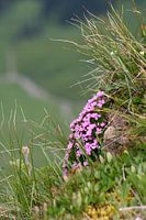 Als een bloem tegen de wand