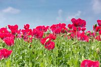 Een veld met rode papaverbloemen.