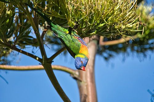 A rainbow lorikeet upside down