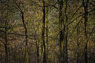 doorkijkje in donker bos von Hanneke Luit Miniaturansicht