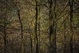 doorkijkje in donker bos von Hanneke Luit