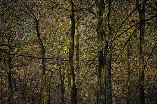 doorkijkje in donker bos