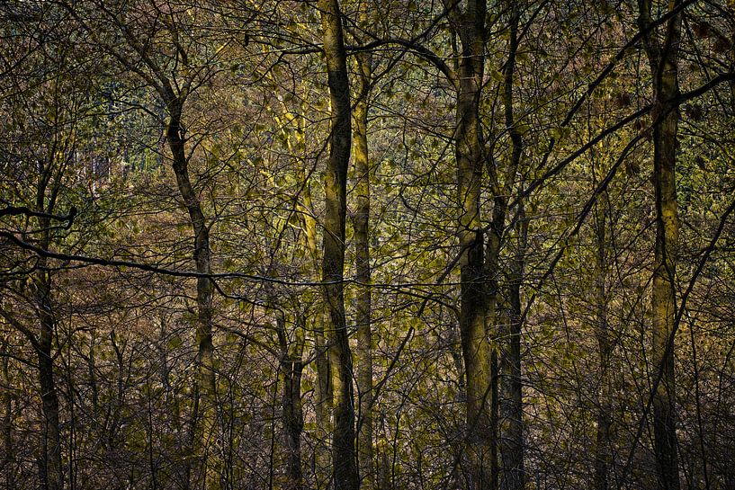 doorkijkje in donker bos von Hanneke Luit