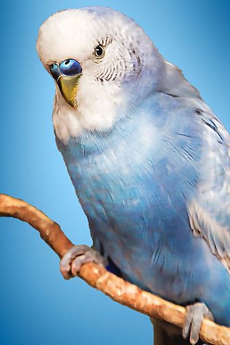 Blauwe parkiet (blauwe achtergrond)