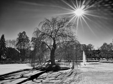 De naakte boom in de zon van Momentaufnahme | Marius Ahlers