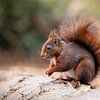 Eichhörnchen im Wald. von Janny Beimers