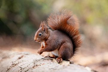 Eichhörnchen im Wald. von Janny Beimers