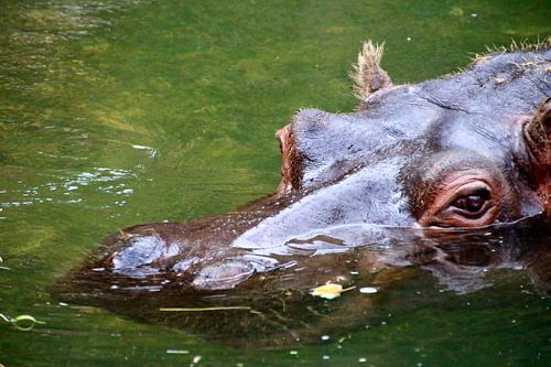 nijlpaard, dierentuin