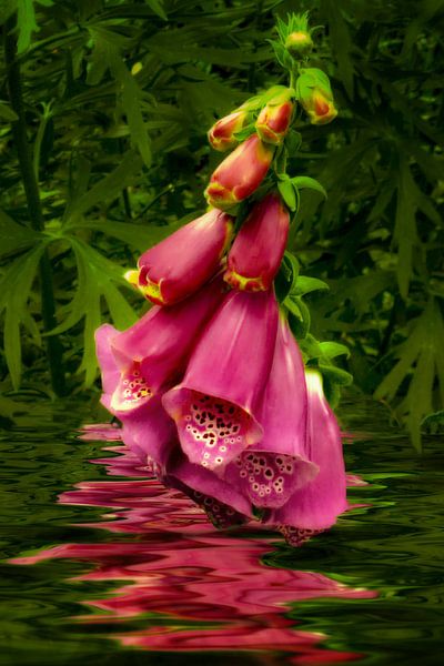 Foxglove - heart drops by Christine Nöhmeier