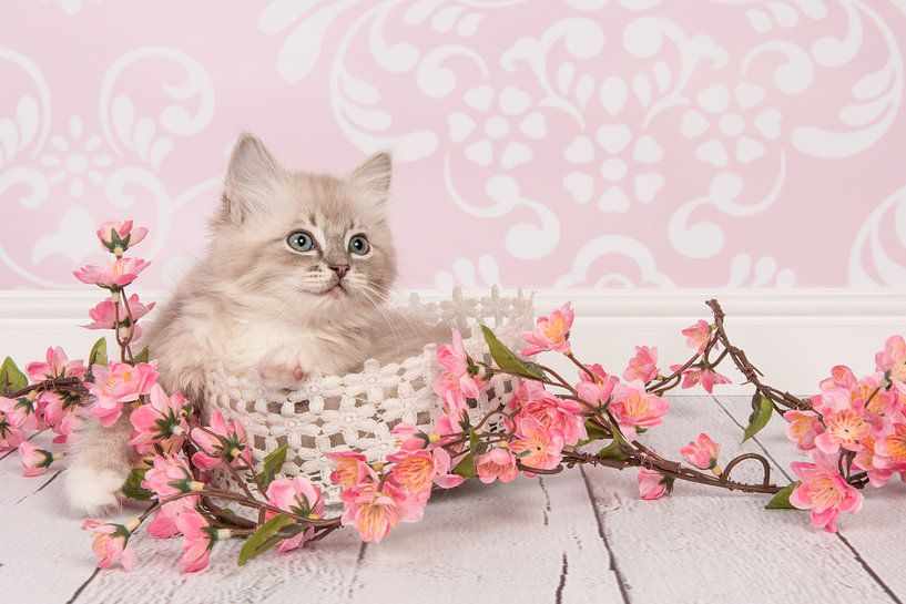 Pretty in Pink by Elles Rijsdijk