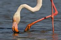 Flamingo in der Camargue von Antwan Janssen Miniaturansicht