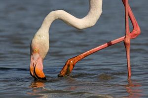 Flamingo in der Camargue von Antwan Janssen