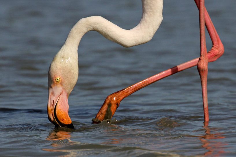 Flamant rose en Camargue par Antwan Janssen