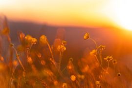 Buttercups in sunset by Leo Schindzielorz