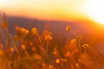 Butterblumen im Sonnenuntergang von Leo Schindzielorz