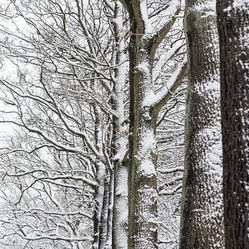 Besneeuwde bomen van Margot Klaren