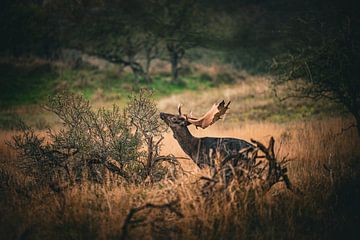 Wilde hert in de natuur
