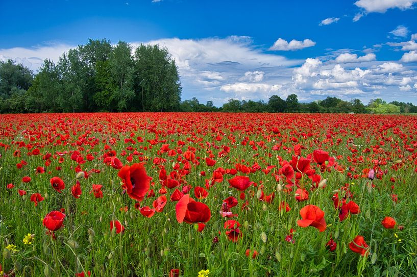 Poppy seed in the Ortenau by Tanja Voigt