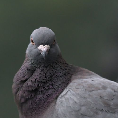 Pigeon