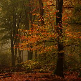Beuk in herfstkleuren van John Leeninga