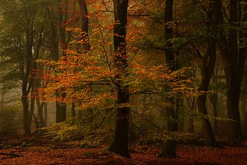 Beuk in herfstkleuren van John Leeninga