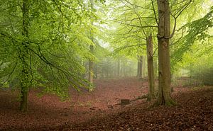 Nebliger Wald im Frühling 10 von René Jonkhout