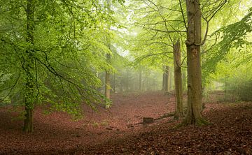 Nebliger Wald im Frühling 10 von René Jonkhout