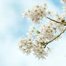 Japanese Cherry Blossom (Sakura) by Ardi Mulder thumbnail