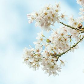 japanische Kirschblüte (Sakura) von Ardi Mulder