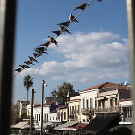 Vogels op een lijn in Athene, Griekenland van Jochem Oomen