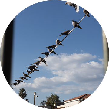 Vogels op een lijn in Athene, Griekenland van Jochem Oomen