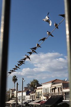 Vogels op een lijn in Athene, Griekenland van Jochem Oomen