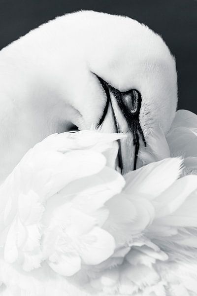 Dreaming in black and white by Daniela Beyer