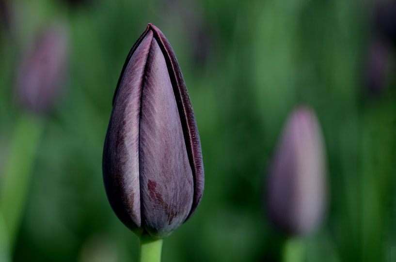 purple tulip von Hein de Vries